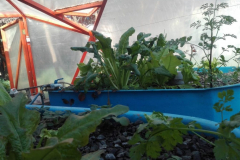 gal-aquaponics-4